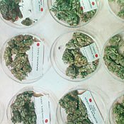 Cannabis in der Medizin: NEON Artikel