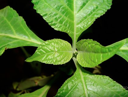 Salvia Divinorum